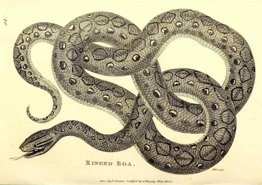 Reproducción/Reproduction 49827179452: General zoology, or Systematic natural history. London,Printed for G. Kearsley,1800-1826.. 