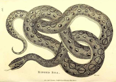 Reproducción/Reproduction 49827179452: General zoology, or Systematic natural history. London,Printed for G. Kearsley,1800-1826.. 