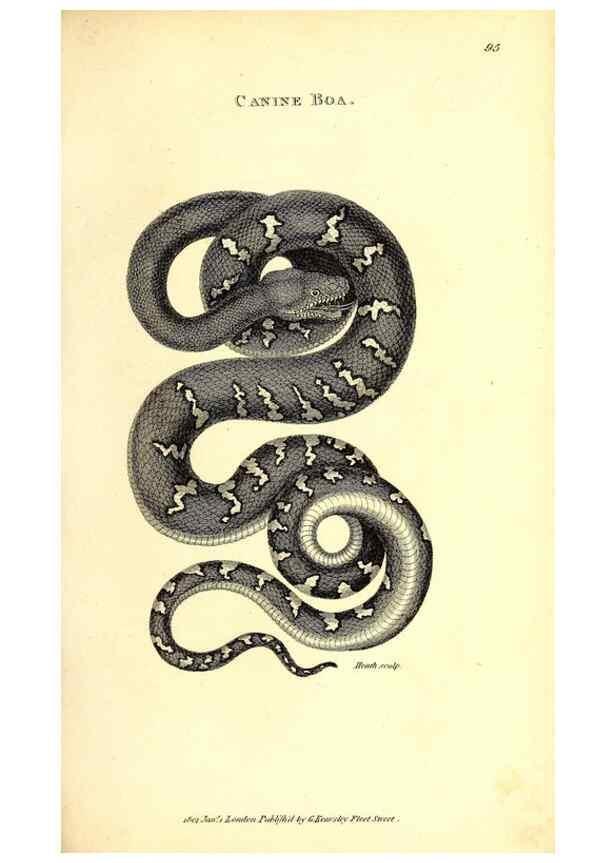 Reproducción/Reproduction 49826331048: General zoology, or Systematic natural history. London,Printed for G. Kearsley,1800-1826.. 