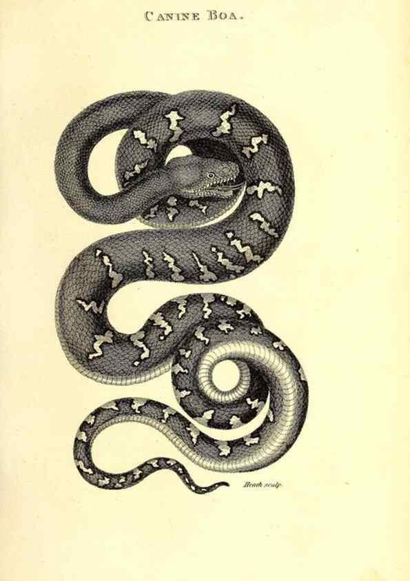 Reproducción/Reproduction 49826331048: General zoology, or Systematic natural history. London,Printed for G. Kearsley,1800-1826.. 