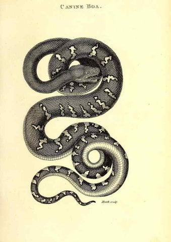 Reproducción/Reproduction 49826331048: General zoology, or Systematic natural history. London,Printed for G. Kearsley,1800-1826.. 