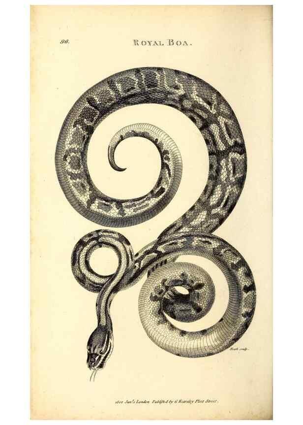 Reproducción/Reproduction 49827180072: General zoology, or Systematic natural history. London,Printed for G. Kearsley,1800-1826.. 