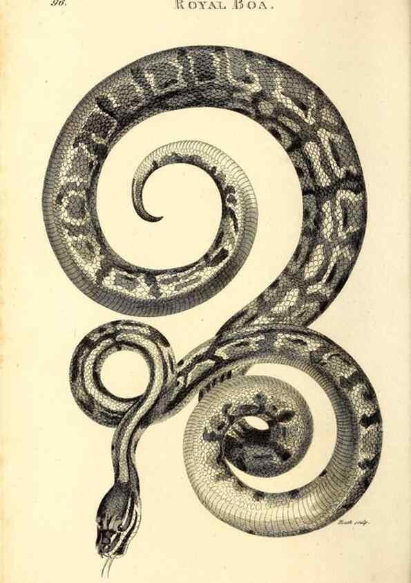 Reproducción/Reproduction 49827180072: General zoology, or Systematic natural history. London,Printed for G. Kearsley,1800-1826.. 