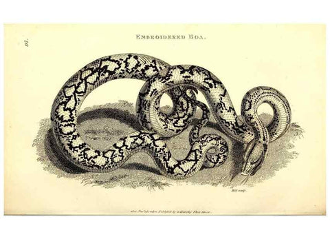 Reproducción/Reproduction 49827180432: General zoology, or Systematic natural history. London,Printed for G. Kearsley,1800-1826.. 