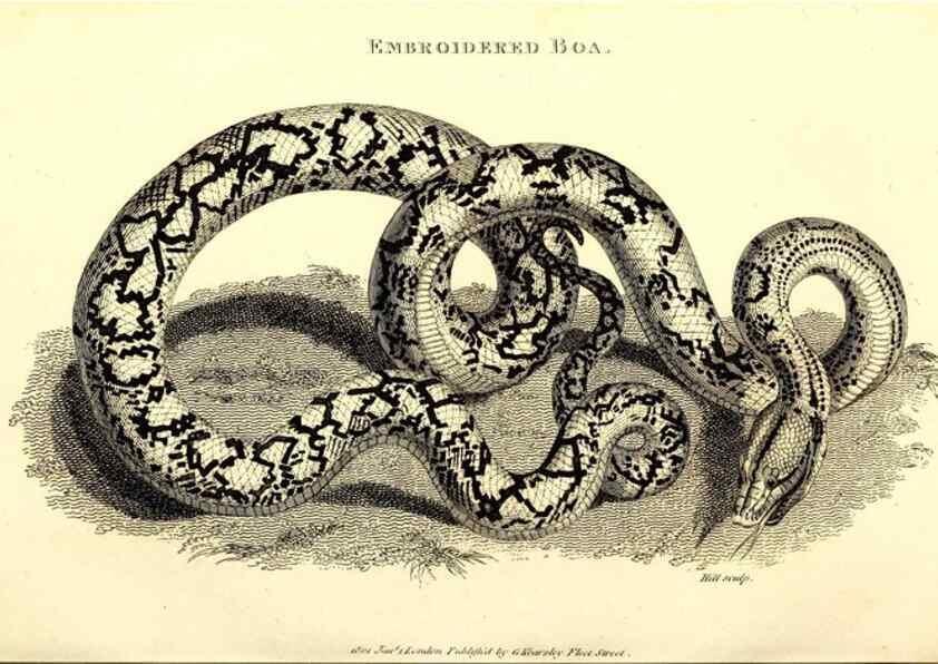 Reproducción/Reproduction 49827180432: General zoology, or Systematic natural history. London,Printed for G. Kearsley,1800-1826.. 