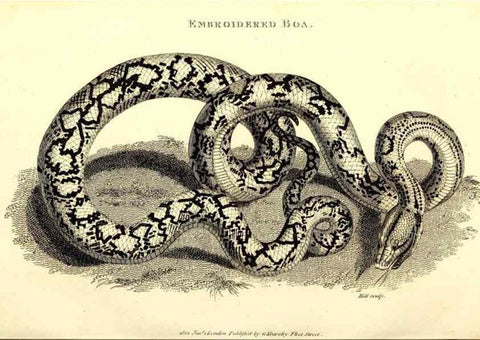 Reproducción/Reproduction 49827180432: General zoology, or Systematic natural history. London,Printed for G. Kearsley,1800-1826.. 