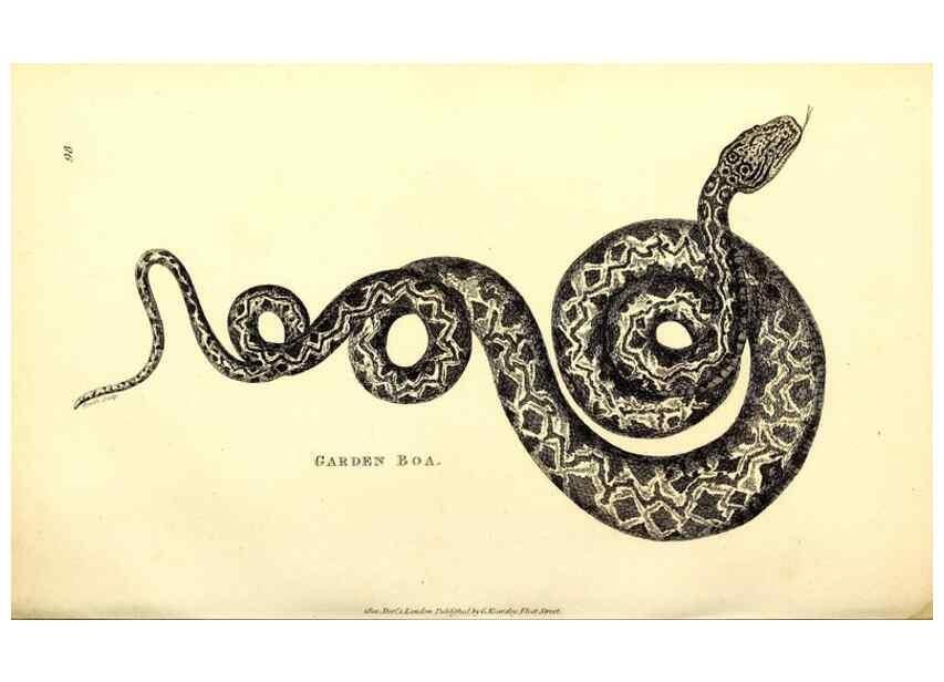 Reproducción/Reproduction 49827180777: General zoology, or Systematic natural history. London,Printed for G. Kearsley,1800-1826.. 