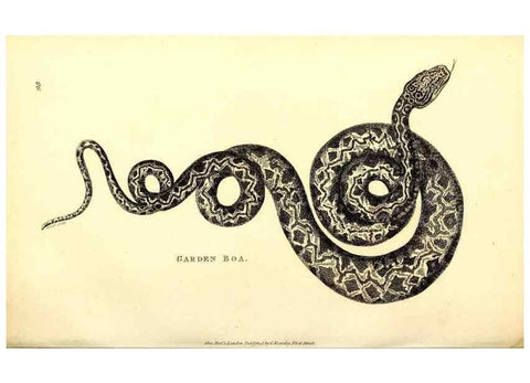 Reproducción/Reproduction 49827180777: General zoology, or Systematic natural history. London,Printed for G. Kearsley,1800-1826.. 