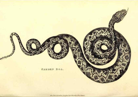 Reproducción/Reproduction 49827180777: General zoology, or Systematic natural history. London,Printed for G. Kearsley,1800-1826.. 