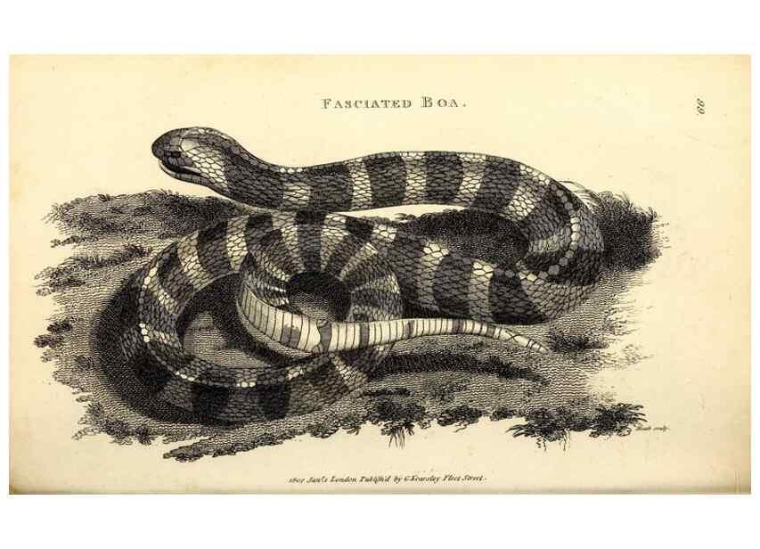 Reproducción/Reproduction 49827181207: General zoology, or Systematic natural history. London,Printed for G. Kearsley,1800-1826.. 