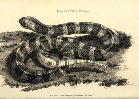 Reproducción/Reproduction 49827181207: General zoology, or Systematic natural history. London,Printed for G. Kearsley,1800-1826.. 