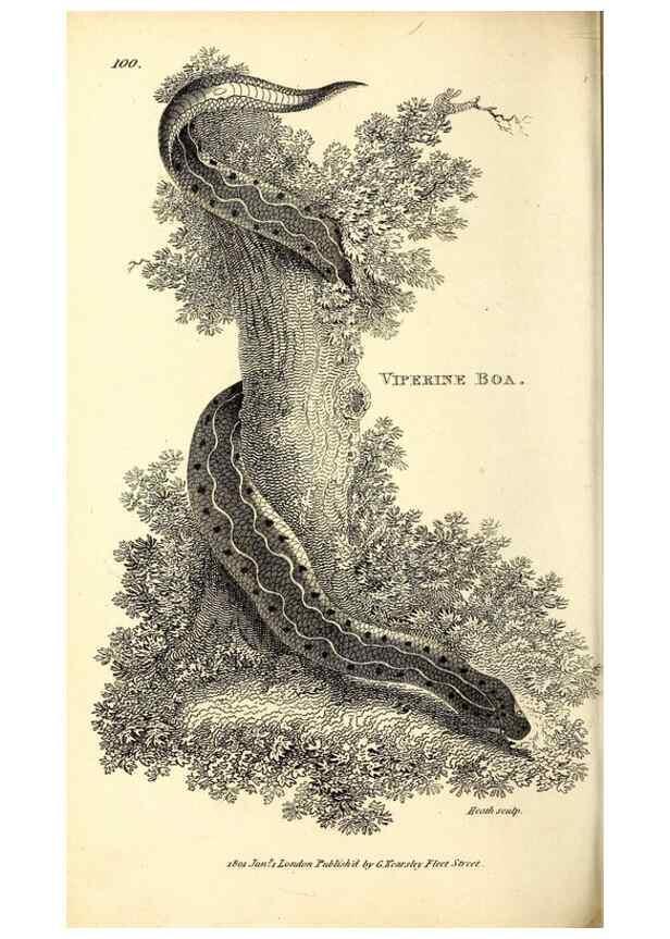 Reproducción/Reproduction 49826332723: General zoology, or Systematic natural history. London,Printed for G. Kearsley,1800-1826.. 