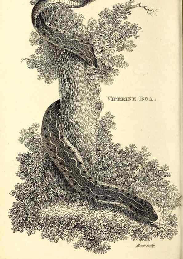 Reproducción/Reproduction 49826332723: General zoology, or Systematic natural history. London,Printed for G. Kearsley,1800-1826.. 