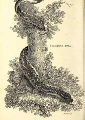 Reproducción/Reproduction 49826332723: General zoology, or Systematic natural history. London,Printed for G. Kearsley,1800-1826.. 
