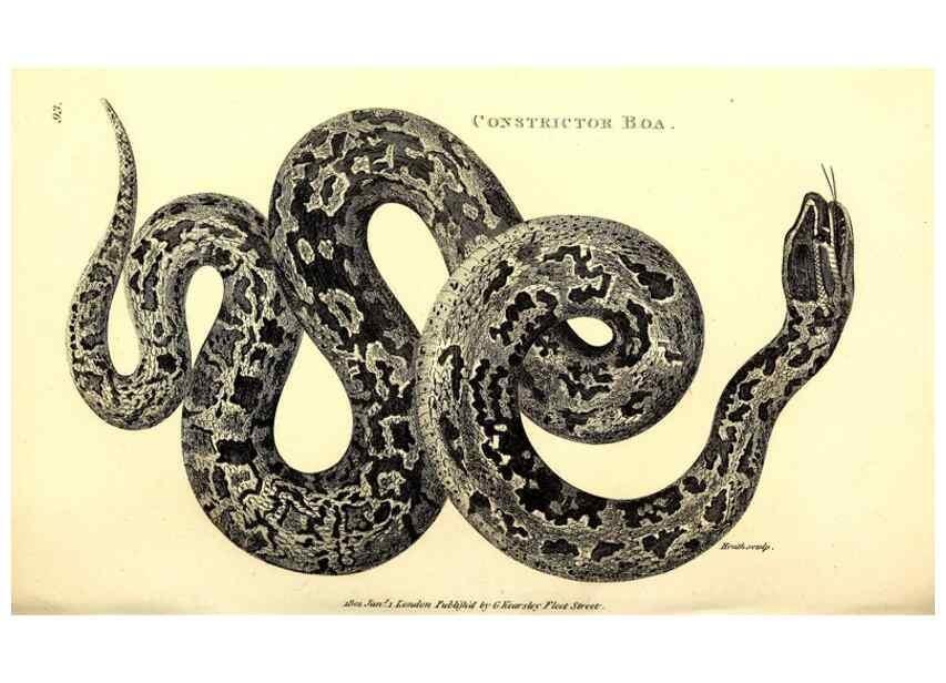 Reproducción/Reproduction 49826330423: General zoology, or Systematic natural history. London,Printed for G. Kearsley,1800-1826.. 
