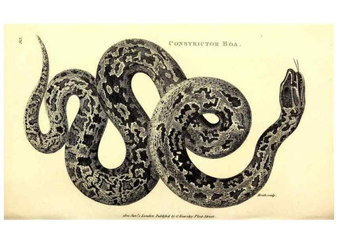 Reproducción/Reproduction 49826330423: General zoology, or Systematic natural history. London,Printed for G. Kearsley,1800-1826.. 