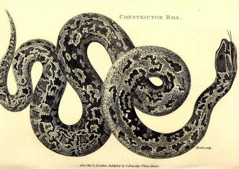 Reproducción/Reproduction 49826330423: General zoology, or Systematic natural history. London,Printed for G. Kearsley,1800-1826.. 