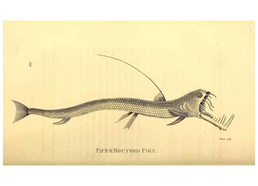Reproducción/Reproduction 49826519538: General zoology, or Systematic natural history. London,Printed for G. Kearsley,1800-1826.. 