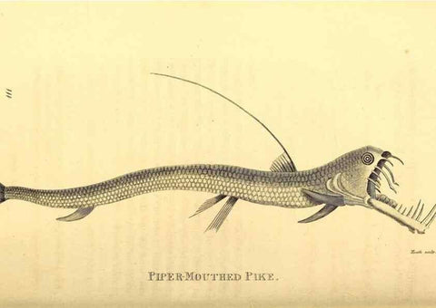 Reproducción/Reproduction 49826519538: General zoology, or Systematic natural history. London,Printed for G. Kearsley,1800-1826.. 