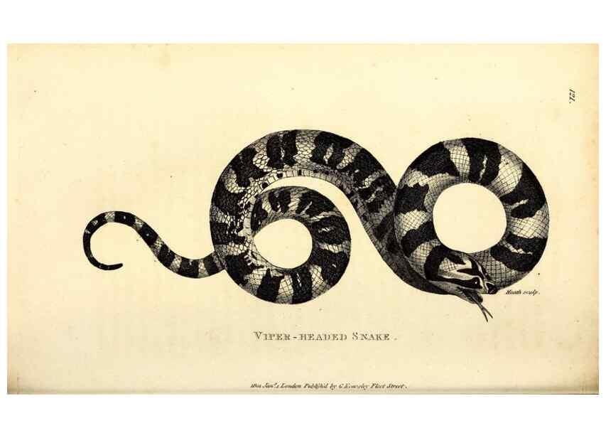 Reproducción/Reproduction 49826340543: General zoology, or Systematic natural history. London,Printed for G. Kearsley,1800-1826.. 