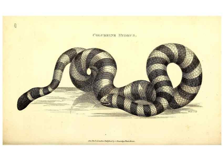 Reproducción/Reproduction 49827190122: General zoology, or Systematic natural history. London,Printed for G. Kearsley,1800-1826.. 