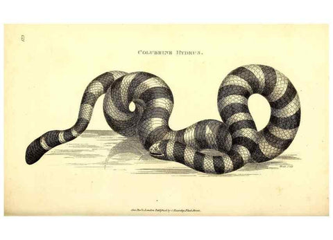 Reproducción/Reproduction 49827190122: General zoology, or Systematic natural history. London,Printed for G. Kearsley,1800-1826.. 
