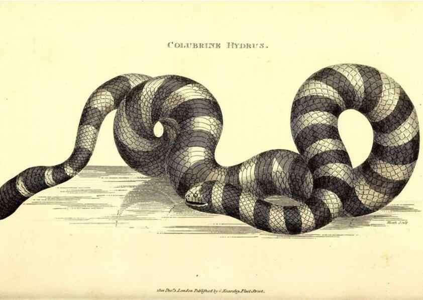 Reproducción/Reproduction 49827190122: General zoology, or Systematic natural history. London,Printed for G. Kearsley,1800-1826.. 