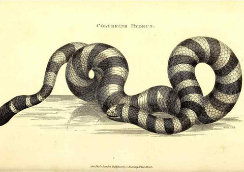 Reproducción/Reproduction 49827190122: General zoology, or Systematic natural history. London,Printed for G. Kearsley,1800-1826.. 