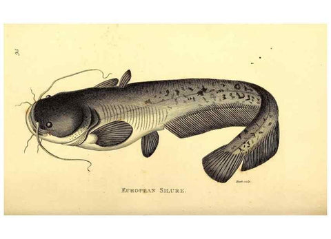 Reproducción/Reproduction 49827362732: General zoology, or Systematic natural history. London,Printed for G. Kearsley,1800-1826.. 