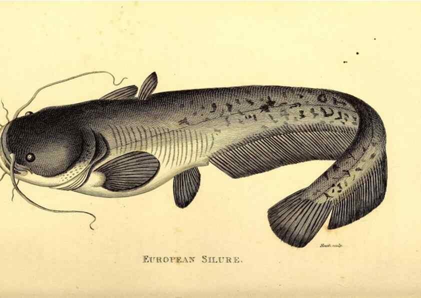 Reproducción/Reproduction 49827362732: General zoology, or Systematic natural history. London,Printed for G. Kearsley,1800-1826.. 