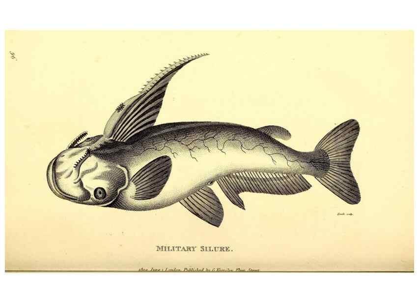 Reproducción/Reproduction 49827049341: General zoology, or Systematic natural history. London,Printed for G. Kearsley,1800-1826.. 