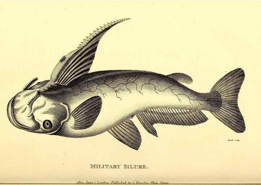 Reproducción/Reproduction 49827049341: General zoology, or Systematic natural history. London,Printed for G. Kearsley,1800-1826.. 
