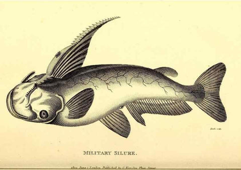 Reproducción/Reproduction 49827049341: General zoology, or Systematic natural history. London,Printed for G. Kearsley,1800-1826.. 