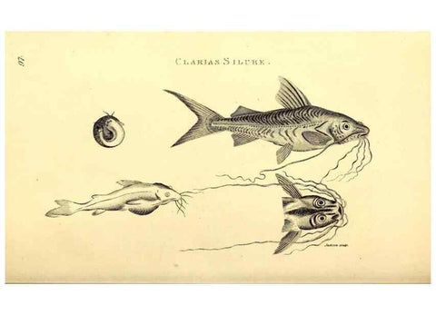 Reproducción/Reproduction 49827049531: General zoology, or Systematic natural history. London,Printed for G. Kearsley,1800-1826.. 