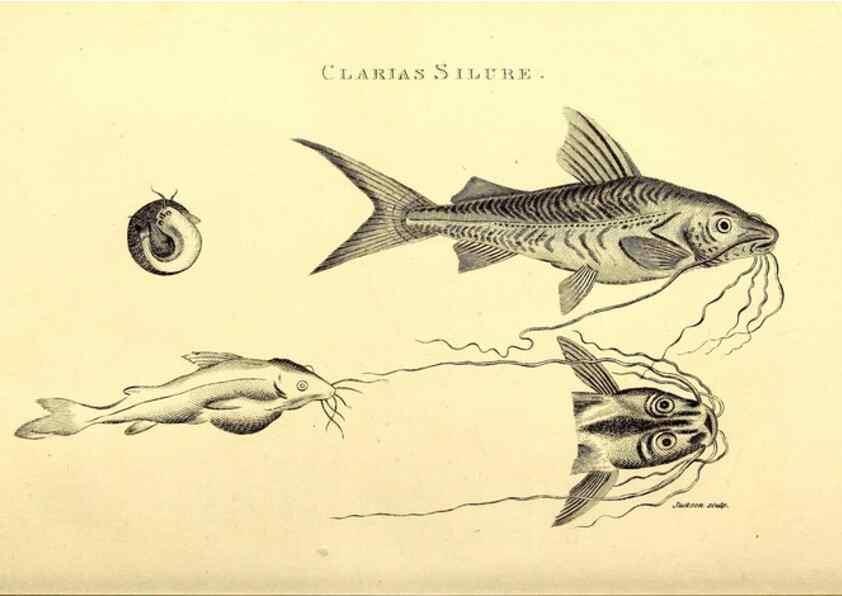 Reproducción/Reproduction 49827049531: General zoology, or Systematic natural history. London,Printed for G. Kearsley,1800-1826.. 