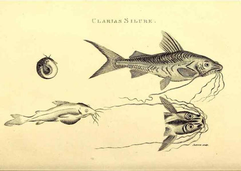 Reproducción/Reproduction 49827049531: General zoology, or Systematic natural history. London,Printed for G. Kearsley,1800-1826.. 