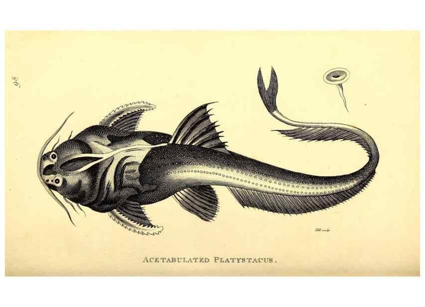 Reproducción/Reproduction 49827363452: General zoology, or Systematic natural history. London,Printed for G. Kearsley,1800-1826.. 