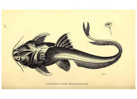 Reproducción/Reproduction 49827363452: General zoology, or Systematic natural history. London,Printed for G. Kearsley,1800-1826.. 