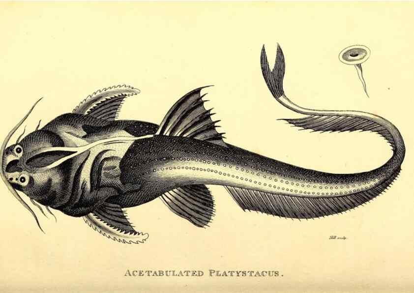 Reproducción/Reproduction 49827363452: General zoology, or Systematic natural history. London,Printed for G. Kearsley,1800-1826.. 