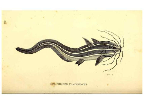 Reproducción/Reproduction 49827049996: General zoology, or Systematic natural history. London,Printed for G. Kearsley,1800-1826.. 