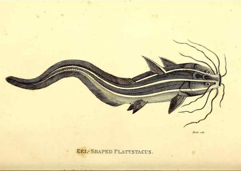 Reproducción/Reproduction 49827049996: General zoology, or Systematic natural history. London,Printed for G. Kearsley,1800-1826.. 