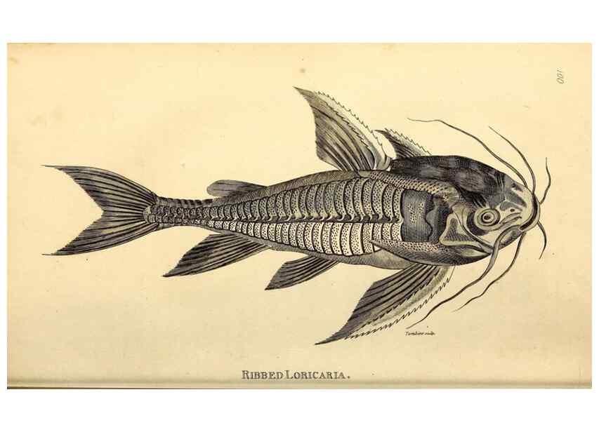 Reproducción/Reproduction 49826516603: General zoology, or Systematic natural history. London,Printed for G. Kearsley,1800-1826.. 