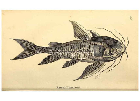 Reproducción/Reproduction 49826516603: General zoology, or Systematic natural history. London,Printed for G. Kearsley,1800-1826.. 