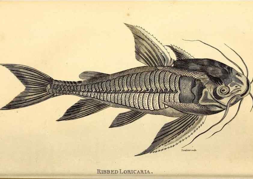 Reproducción/Reproduction 49826516603: General zoology, or Systematic natural history. London,Printed for G. Kearsley,1800-1826.. 