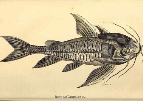 Reproducción/Reproduction 49826516603: General zoology, or Systematic natural history. London,Printed for G. Kearsley,1800-1826.. 