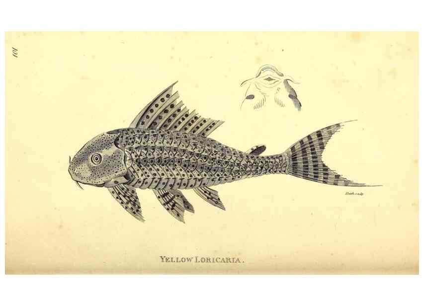 Reproducción/Reproduction 49827050421: General zoology, or Systematic natural history. London,Printed for G. Kearsley,1800-1826.. 