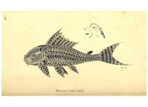 Reproducción/Reproduction 49827050421: General zoology, or Systematic natural history. London,Printed for G. Kearsley,1800-1826.. 