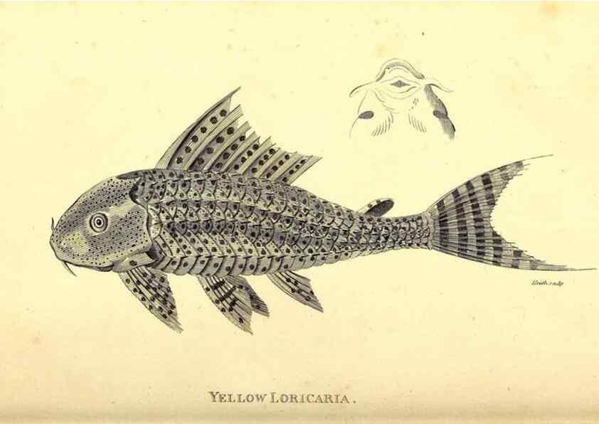 Reproducción/Reproduction 49827050421: General zoology, or Systematic natural history. London,Printed for G. Kearsley,1800-1826.. 