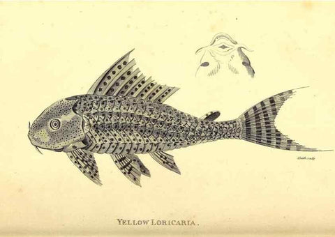 Reproducción/Reproduction 49827050421: General zoology, or Systematic natural history. London,Printed for G. Kearsley,1800-1826.. 