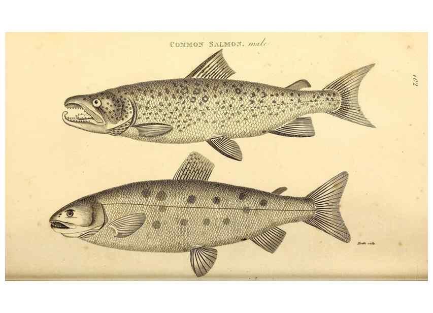Reproducción/Reproduction 49827050671: General zoology, or Systematic natural history. London,Printed for G. Kearsley,1800-1826.. 